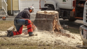 The Benefits of Professional Stump Removal for Your Property