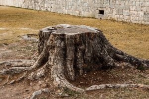 Beneath the Surface: Exploring the Hidden World of Tree Stumps