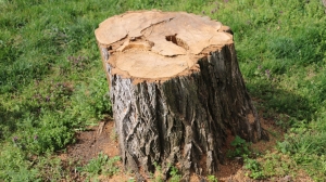 Tree Stump Decay: Causes, Consequences, and Prevention